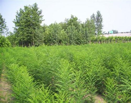 國槐苗圖片/國槐苗樣板圖 (1)