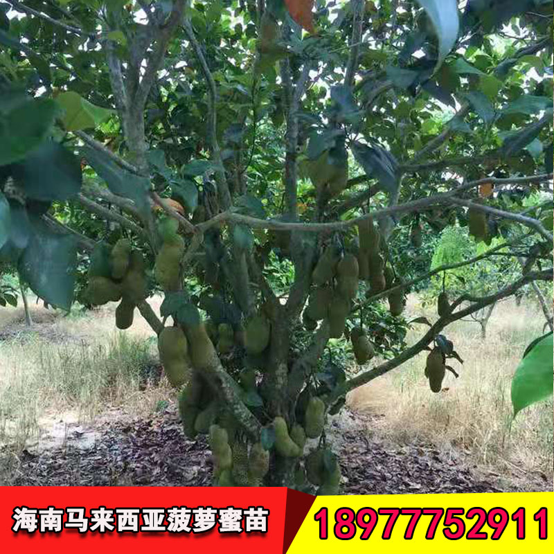 馬來西亞菠蘿蜜苗圖片/馬來西亞菠蘿蜜苗樣板圖 (1)