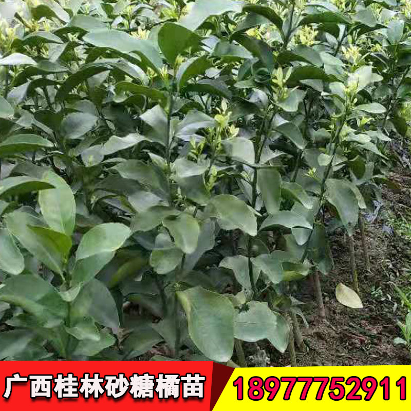 砂糖桔果苗基地圖片/砂糖桔果苗基地樣板圖 (4)