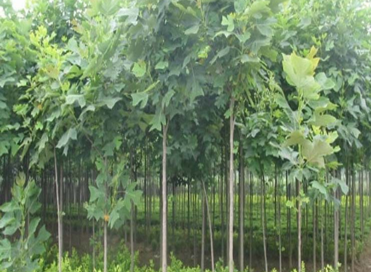 馬褂木小苗圖片/馬褂木小苗樣板圖 (4)