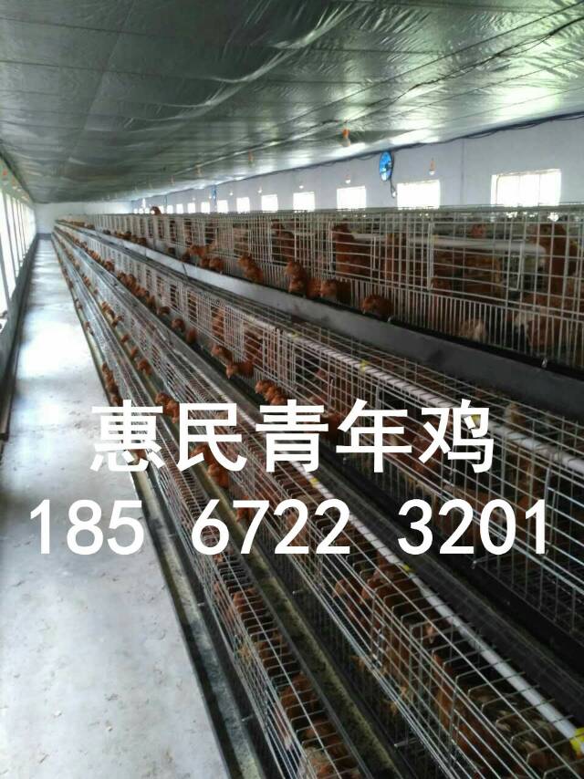 60天后備雞圖片/60天后備雞樣板圖 (2)