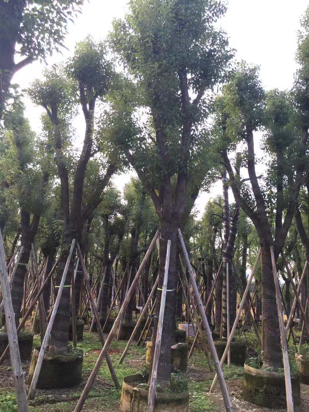 黃花梨圖片/黃花梨樣板圖 (4)