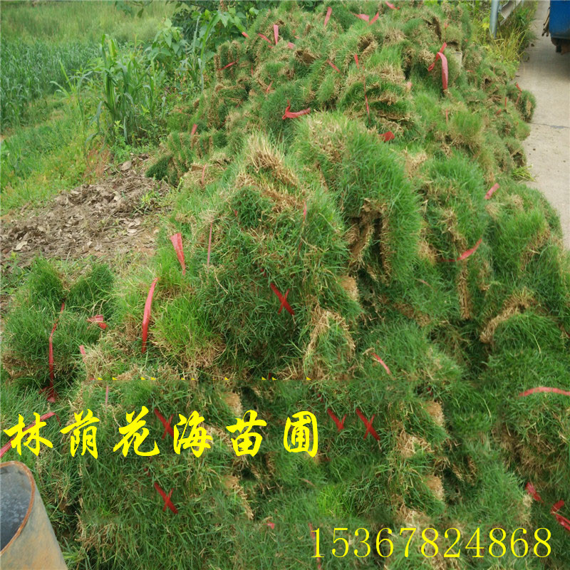 馬尼拉草坪圖片/馬尼拉草坪樣板圖 (4)