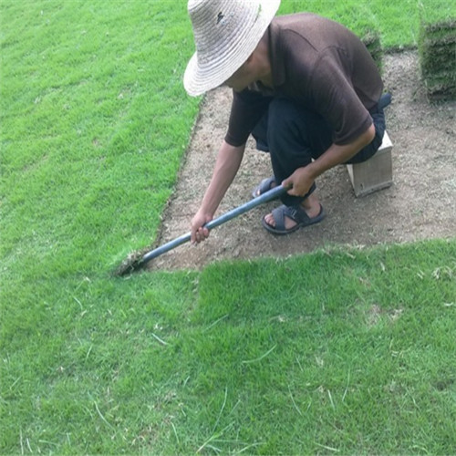 广州马尼拉草坪\广东马尼拉草供应商\广州利远草皮基地\批发马尼拉草坪