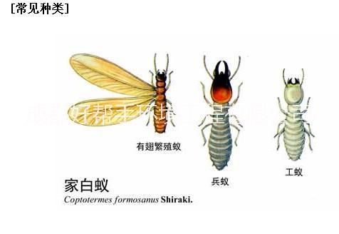峨眉山圖片/峨眉山樣板圖 (3)