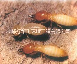 峨眉山圖片/峨眉山樣板圖 (4)