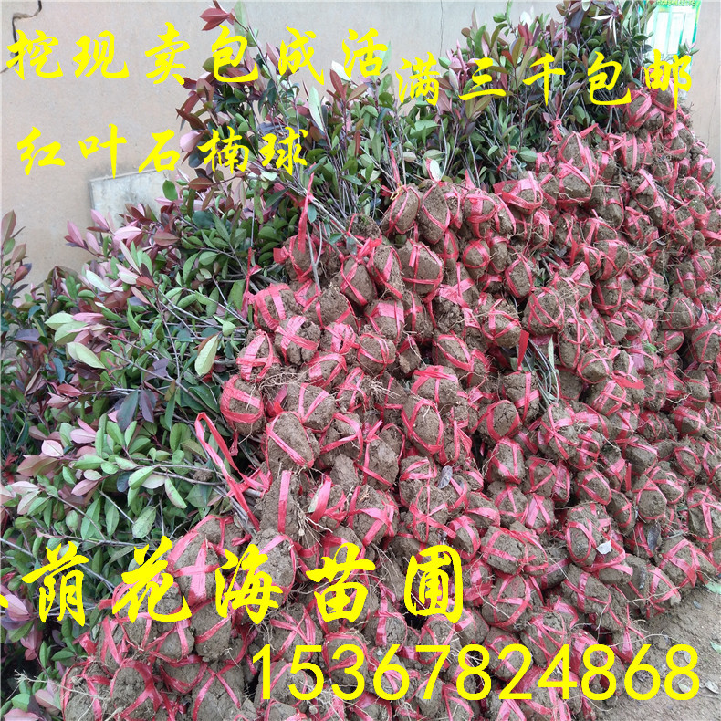 紅葉石楠球圖片/紅葉石楠球樣板圖 (4)