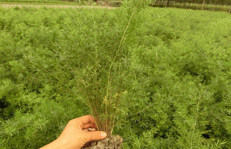 天門冬批發(fā)處理 天門冬多少錢 成都天門冬種植基地