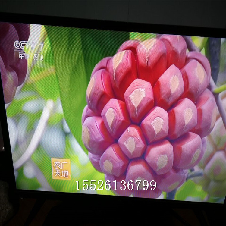 黑老虎圖片/黑老虎樣板圖 (4)