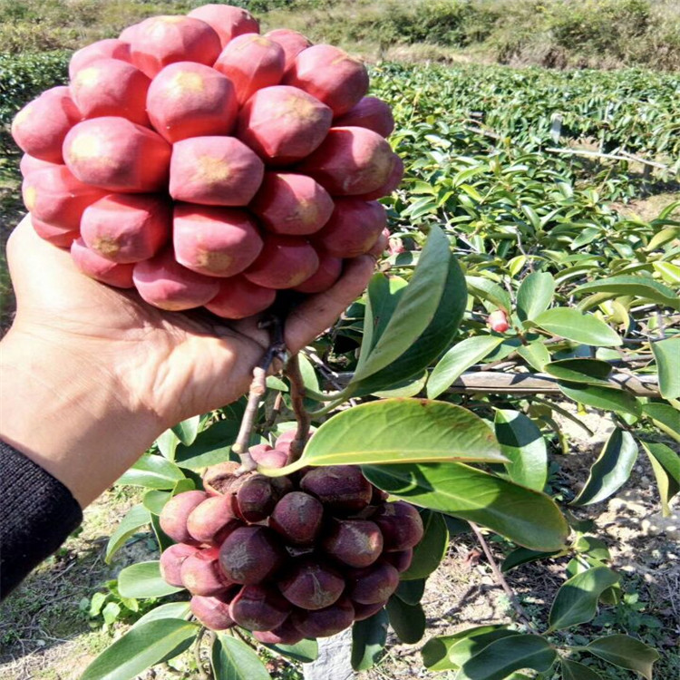 《農(nóng)廣天地》報(bào)道好品種黑老虎