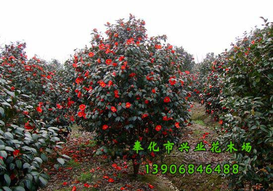 茶花圖片/茶花樣板圖 (1)