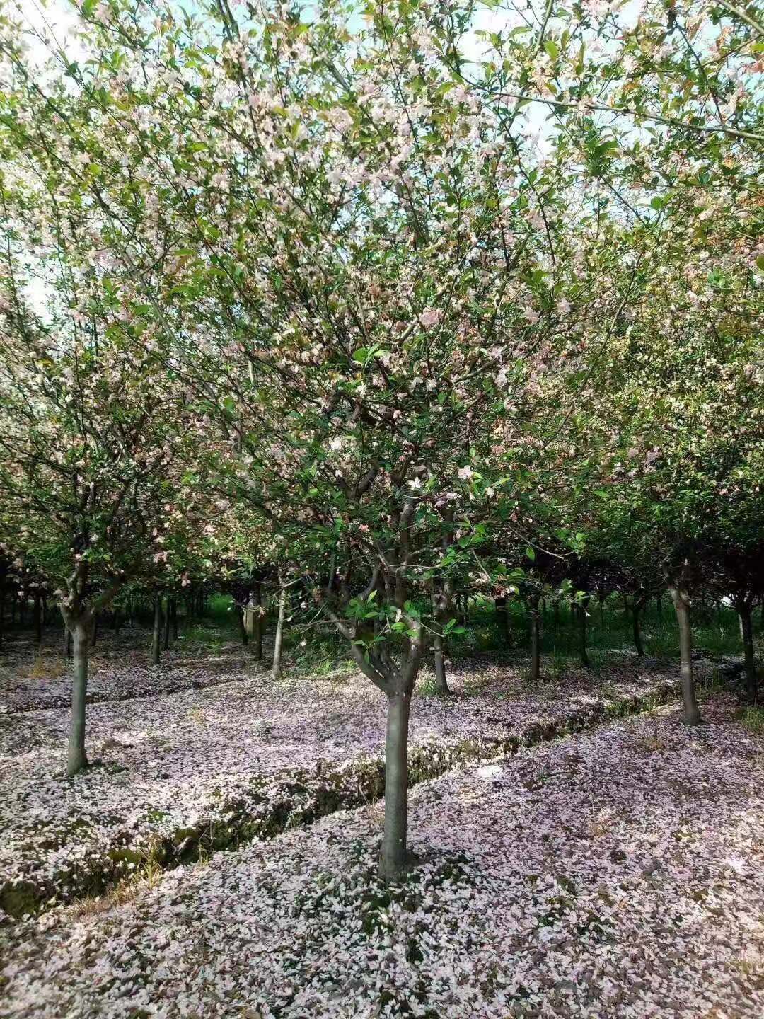 垂絲海棠特價(jià)