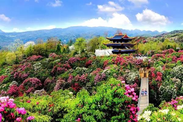 百里杜鵑圖片/百里杜鵑樣板圖 (2)