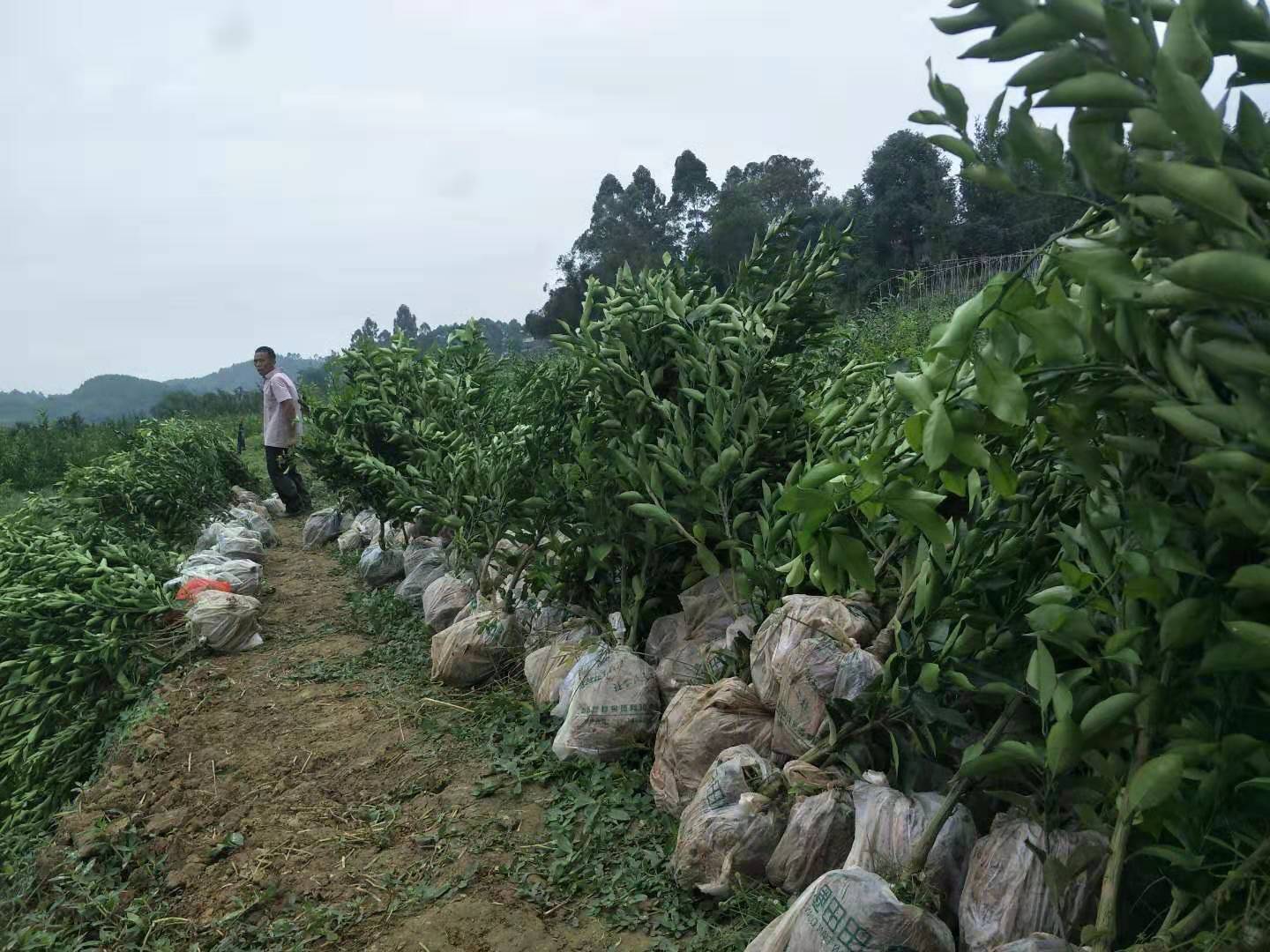 春見(jiàn)圖片/春見(jiàn)樣板圖 (4)