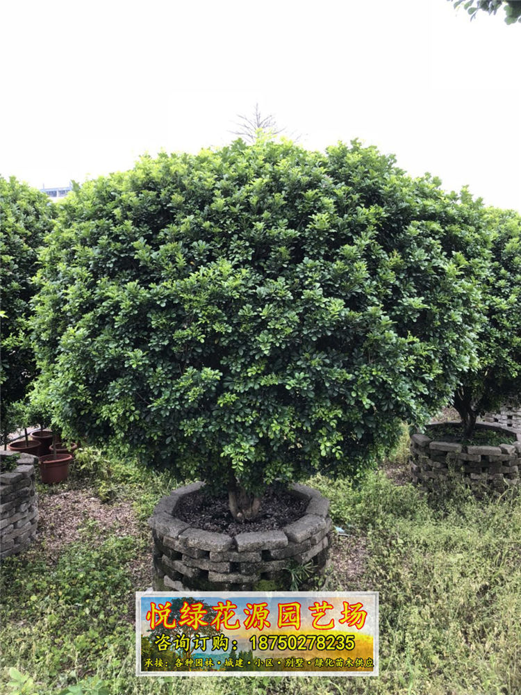 米蘭圖片/米蘭樣板圖 (4)