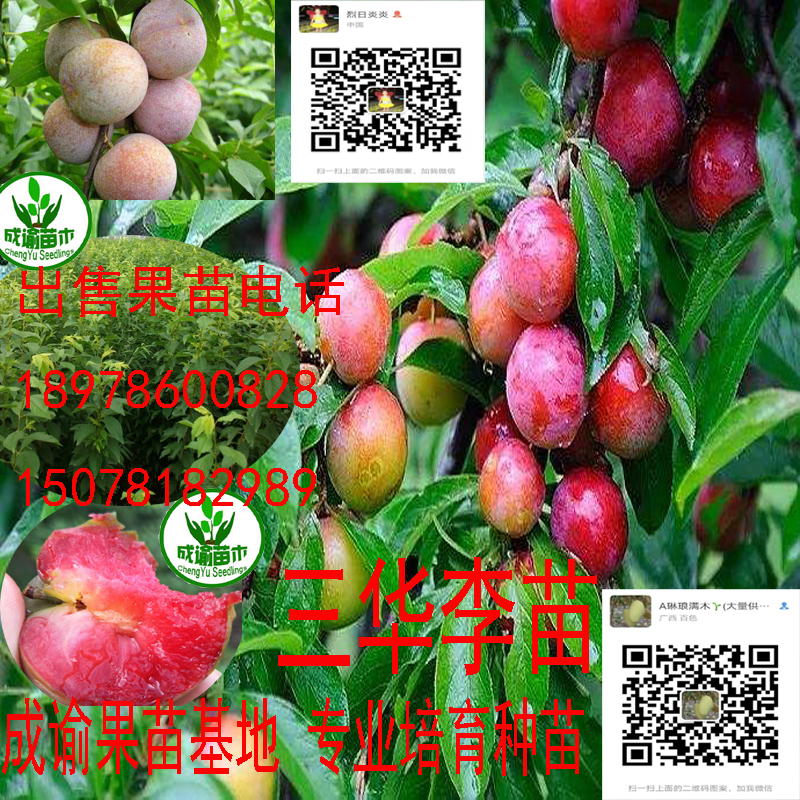 三華李苗木|三華李樹苗|三華李圖片/三華李苗木|三華李樹苗|三華李樣板圖 (1)