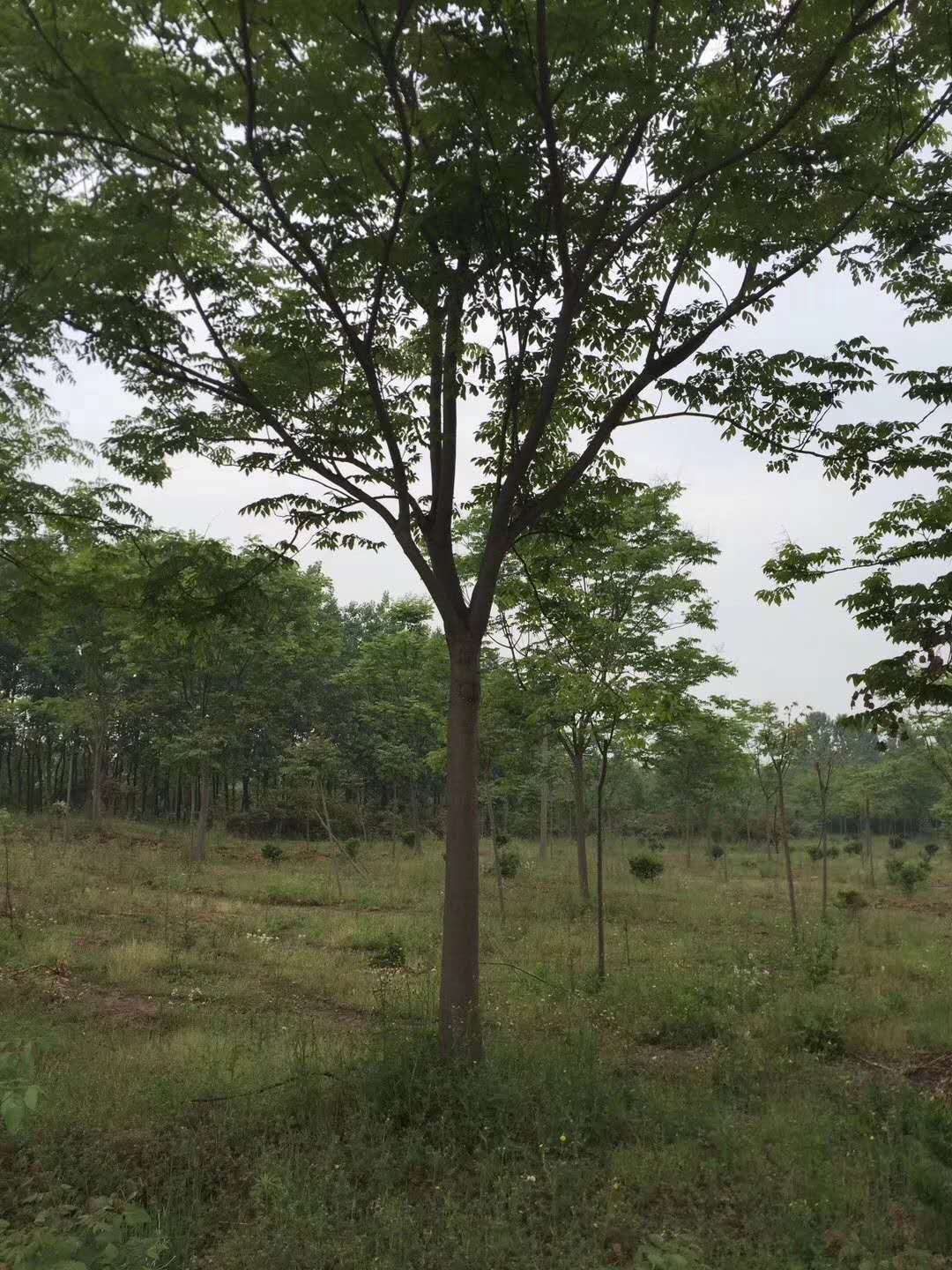 奕樹圖片/奕樹樣板圖 (2)