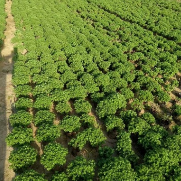 國慶圖片/國慶樣板圖 (1)