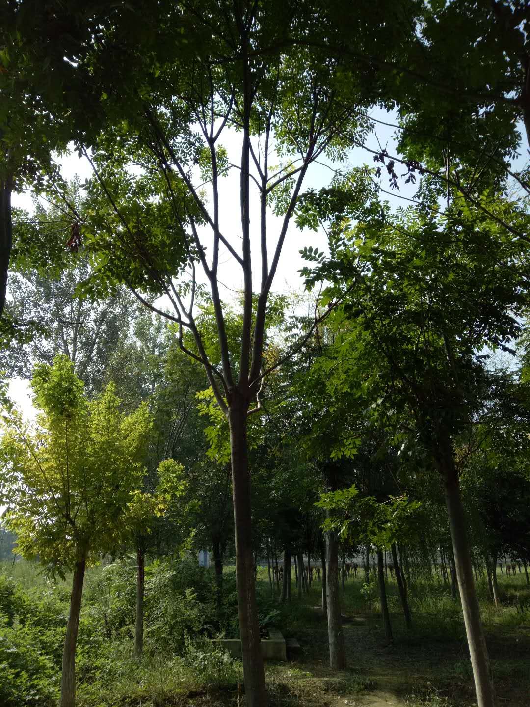 奕樹圖片/奕樹樣板圖 (4)