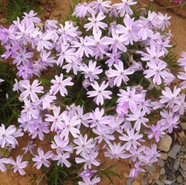 宿根花卉廠家-供應(yīng)商-電話