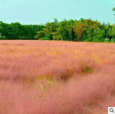 粉黛亂子草圖片/粉黛亂子草樣板圖 (2)