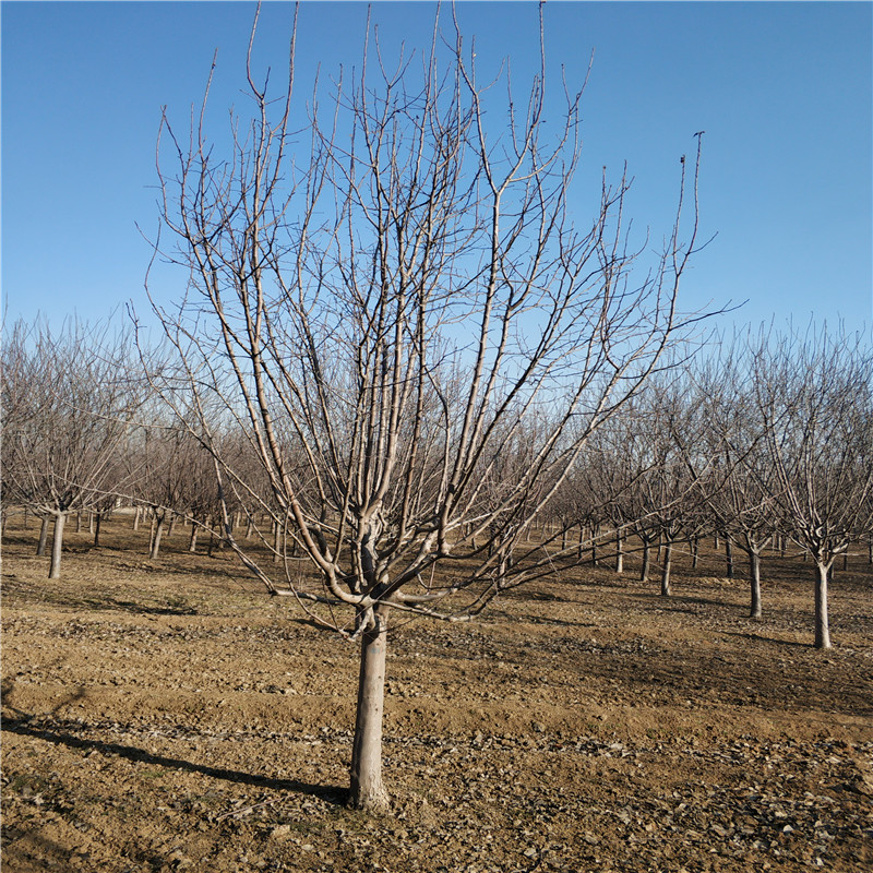 北美海棠圖片/北美海棠樣板圖 (1)