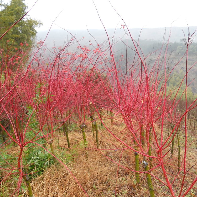 楓樹圖片/楓樹樣板圖 (4)