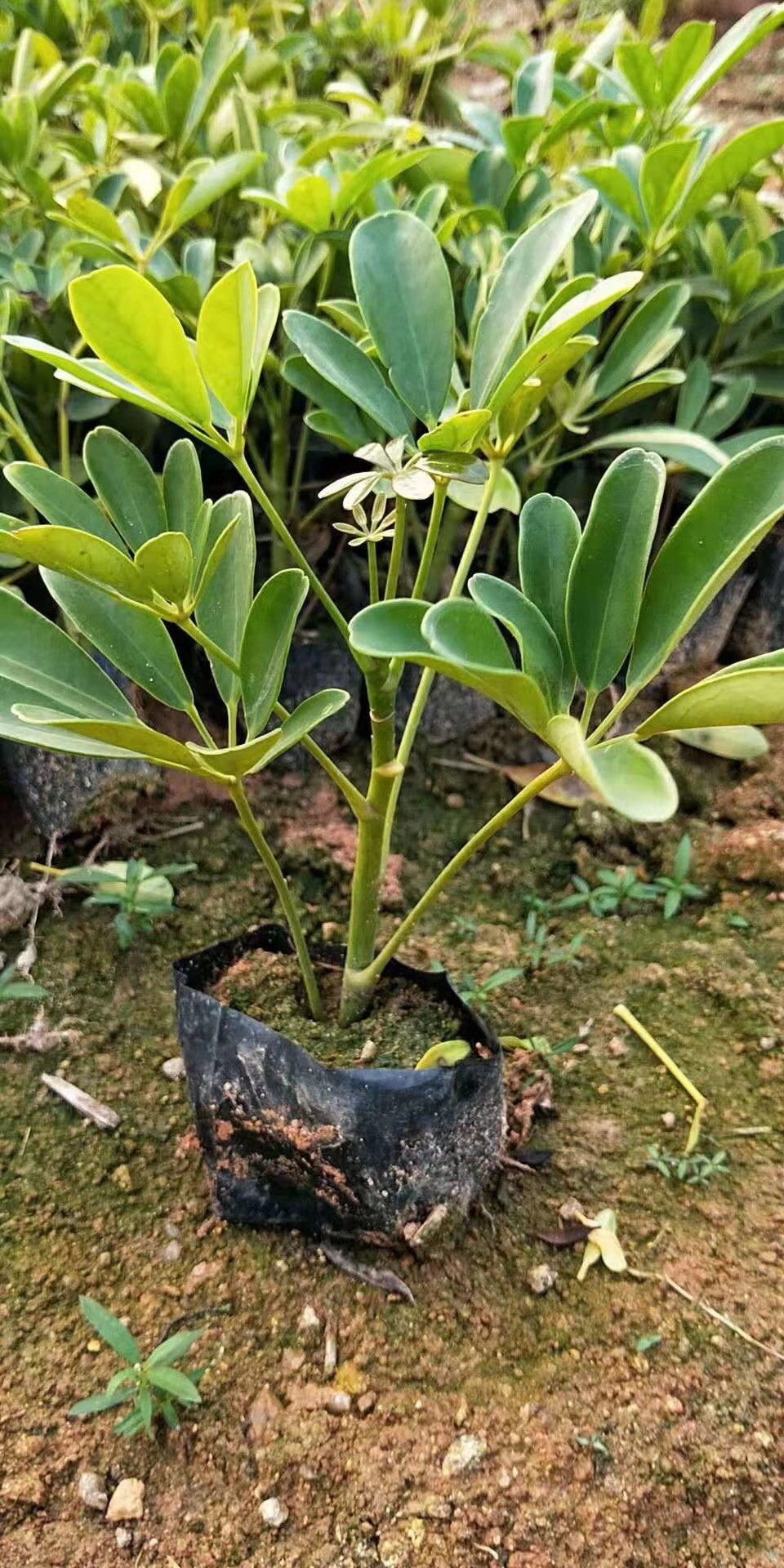 鵝掌柴價格圖片/鵝掌柴價格樣板圖 (3)