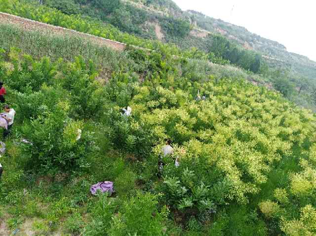 槐米圖片/槐米樣板圖 (2)