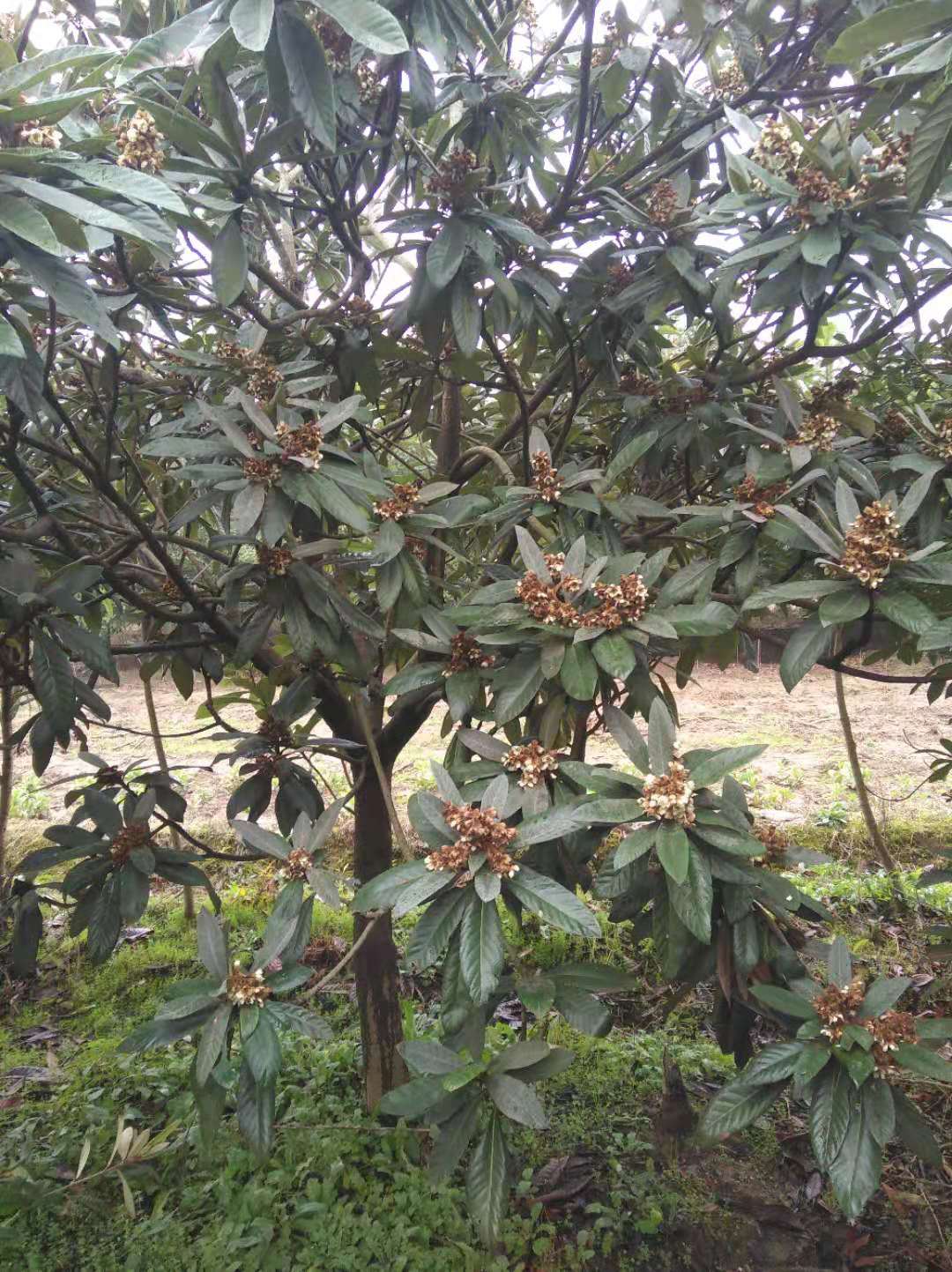 枇杷樹苗圖片/枇杷樹苗樣板圖 (3)