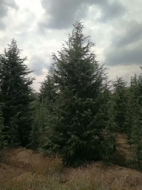 4米雪松圖片/4米雪松樣板圖 (4)