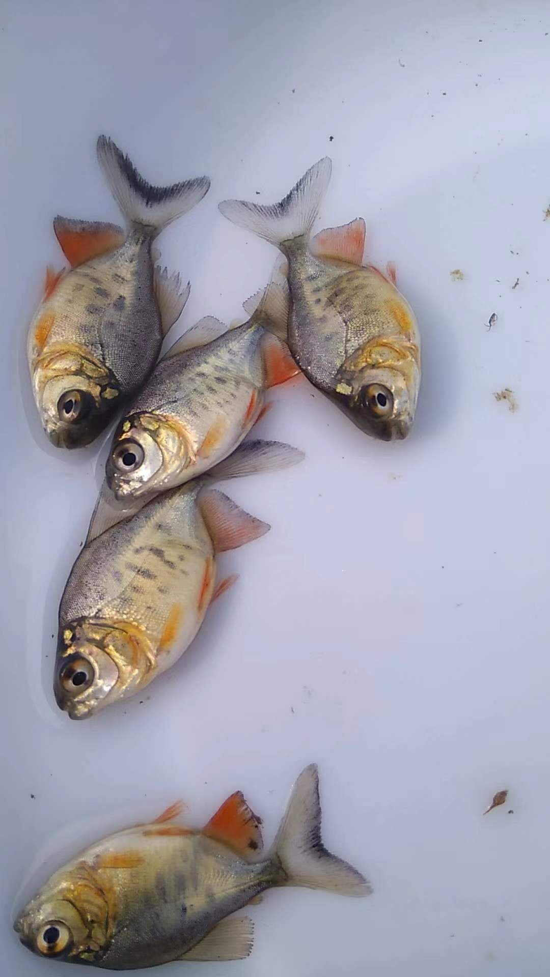 鯧魚的價值功效圖片/鯧魚的價值功效樣板圖 (2)