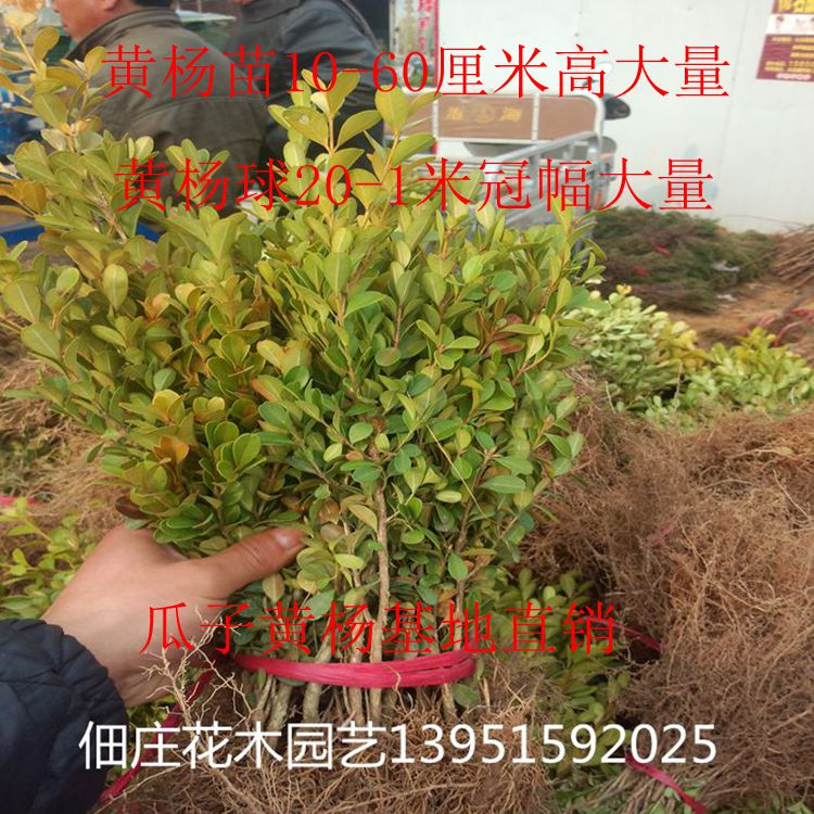 瓜子黃楊圖片/瓜子黃楊樣板圖 (4)