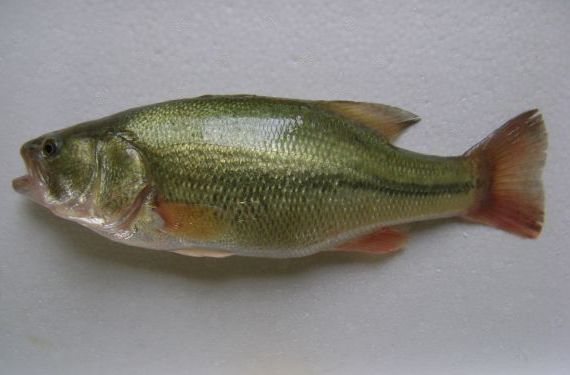 加洲盧魚(yú)魚(yú)苗圖片/加洲盧魚(yú)魚(yú)苗樣板圖 (2)