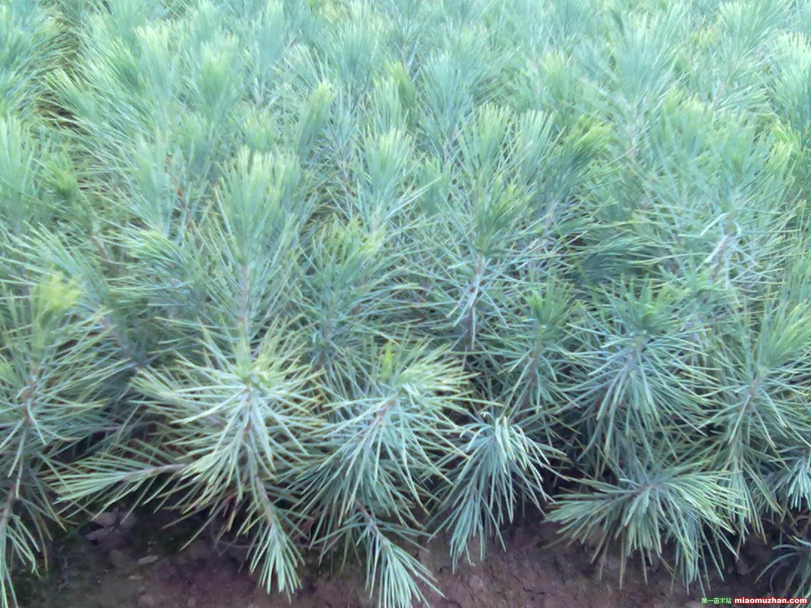 江苏南京雪松小苗苗圃-种植基地，江苏南京雪松小苗批发价，江苏南京雪松小苗报价-价格图片