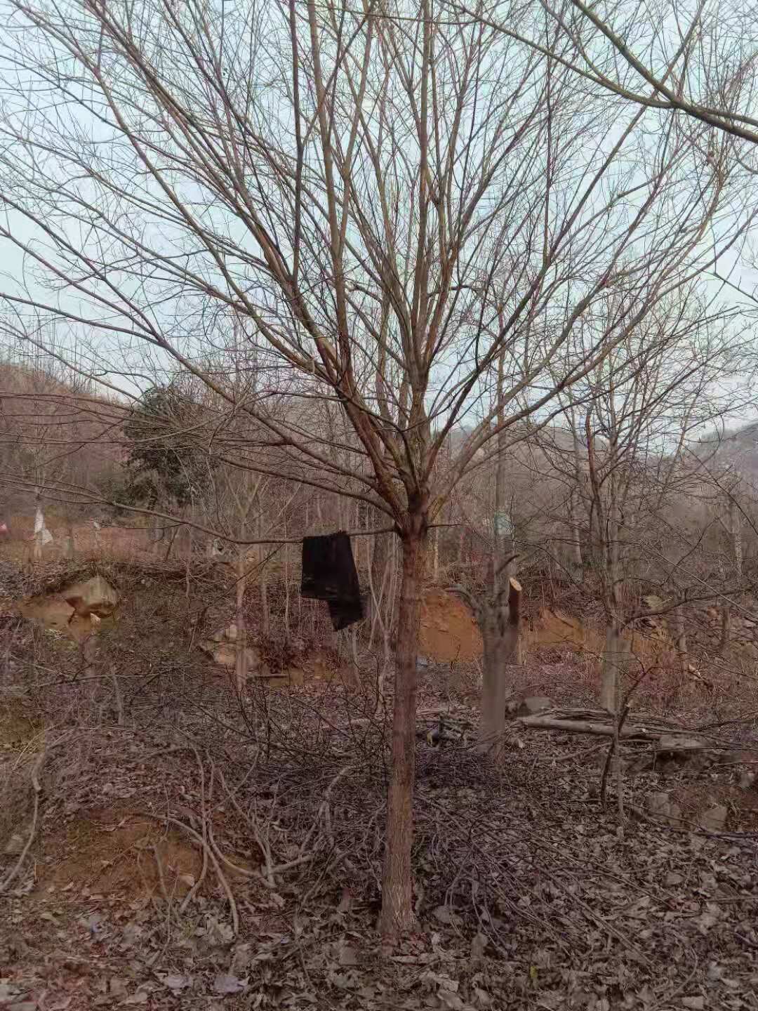 河南南陽圖片/河南南陽樣板圖 (2)