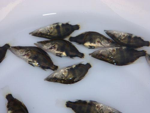 桂花魚(yú)魚(yú)苗圖片/桂花魚(yú)魚(yú)苗樣板圖 (4)