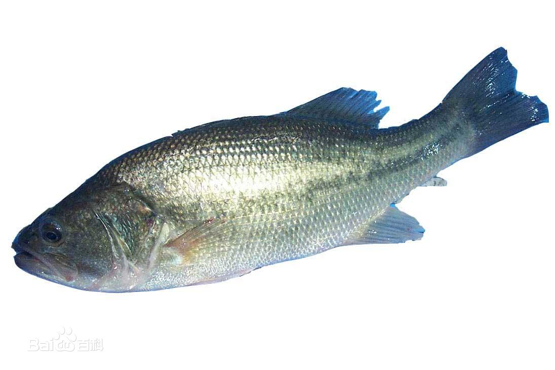 加洲盧魚(yú)魚(yú)苗養(yǎng)殖技術(shù)圖片