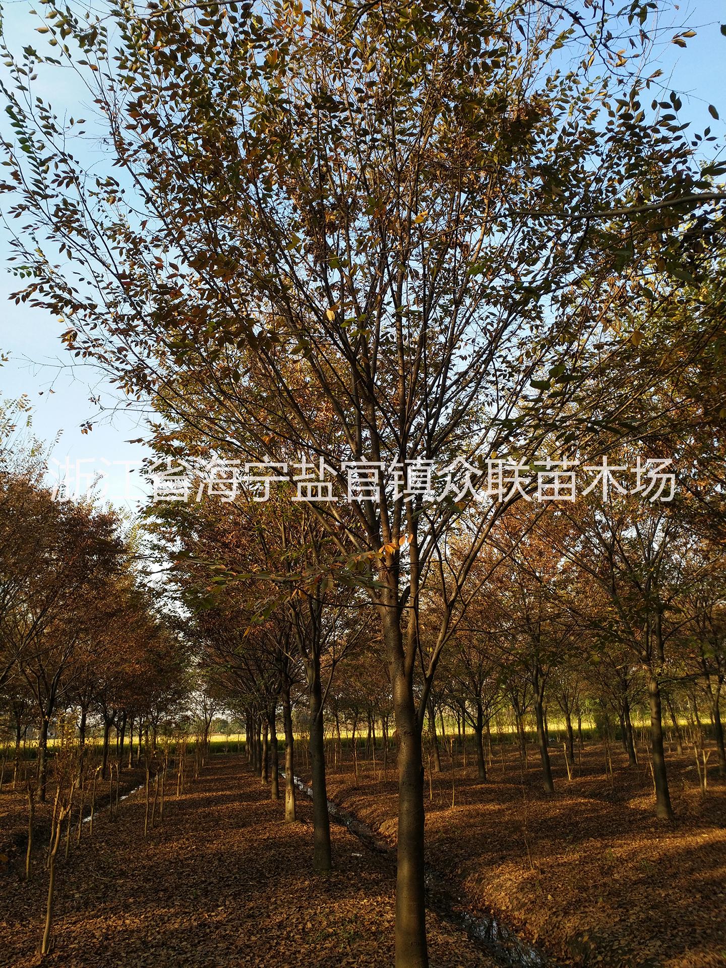 *櫸樹，*櫸樹價格，嘉興*櫸樹，*櫸樹批發(fā)