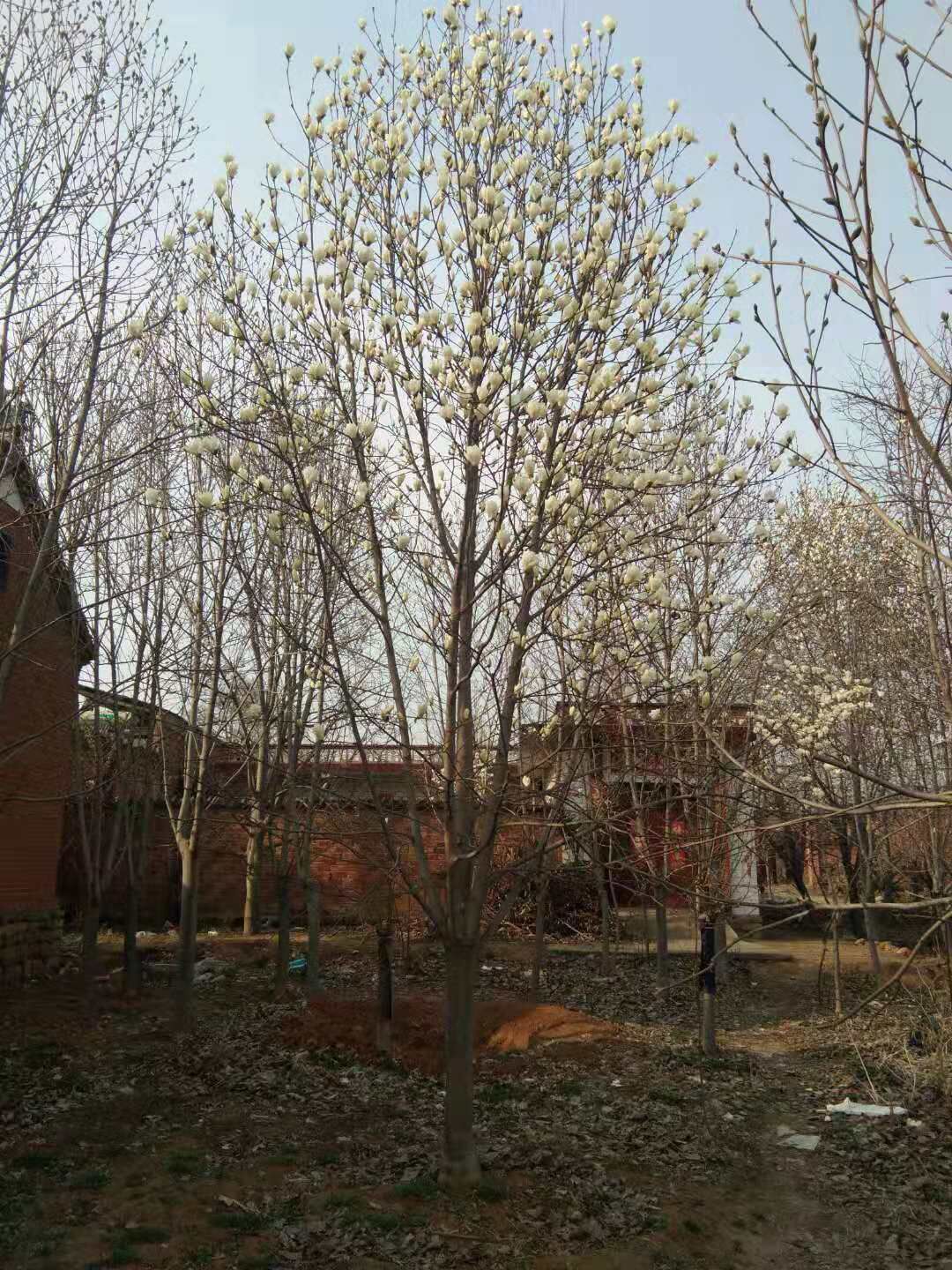 河南南陽(yáng)圖片/河南南陽(yáng)樣板圖 (3)