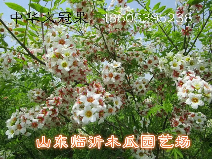 文冠果樹苗.山東供應商圖片