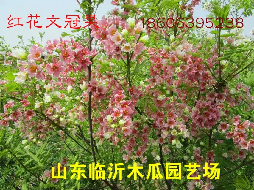 文冠果樹苗.山東供應(yīng)商圖片/文冠果樹苗.山東供應(yīng)商樣板圖 (4)