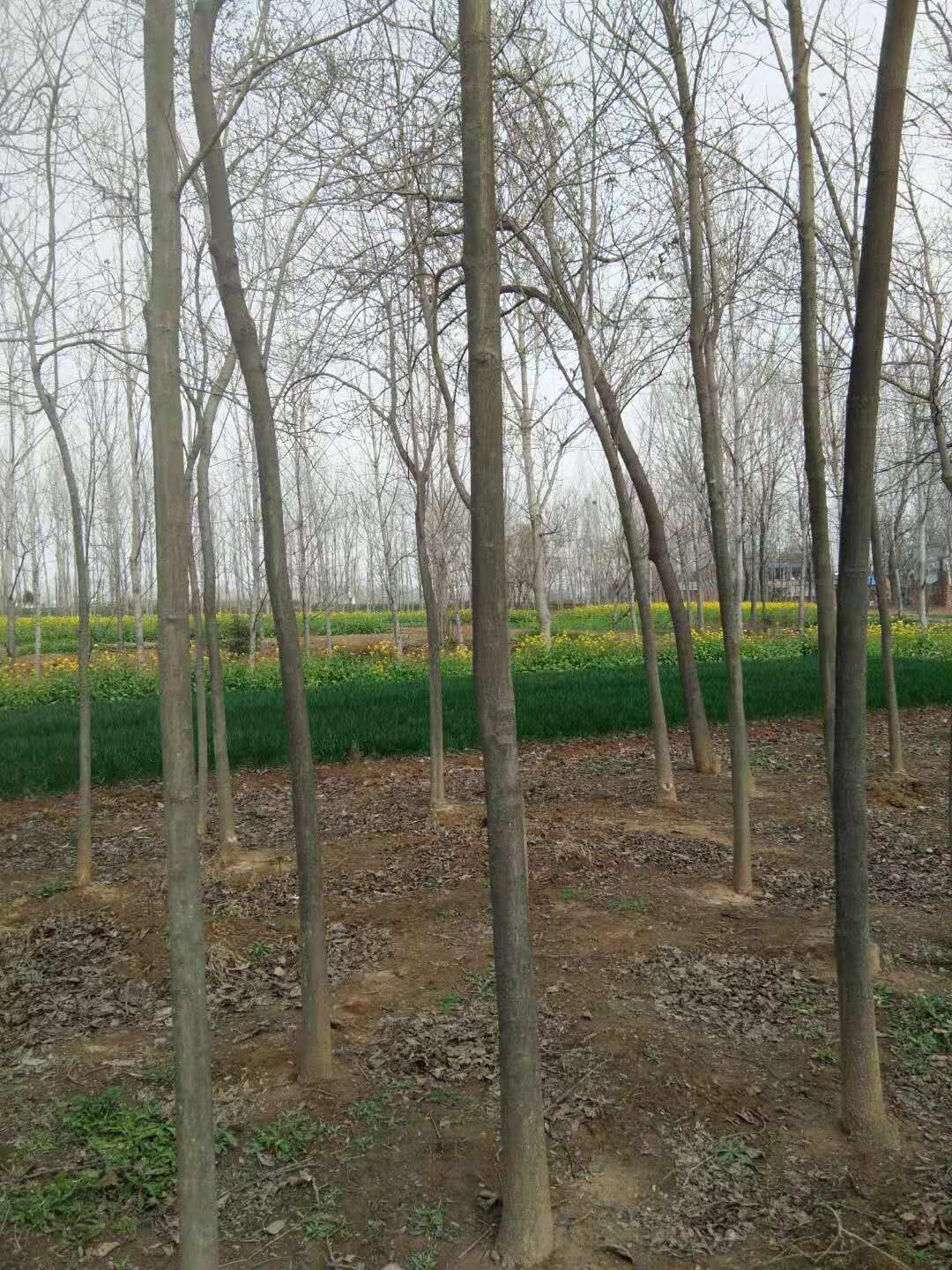 河南南陽圖片/河南南陽樣板圖 (3)