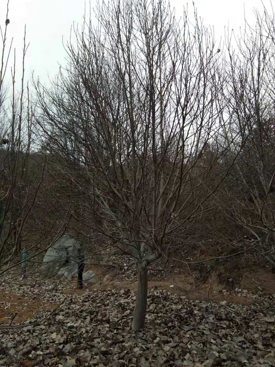 河南南陽(yáng)南召大葉女貞基地圖片