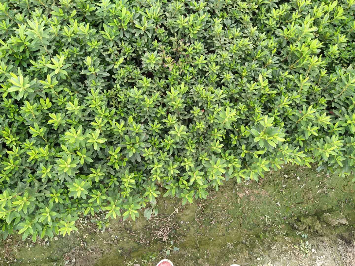 杜鵑苗圖片/杜鵑苗樣板圖 (4)