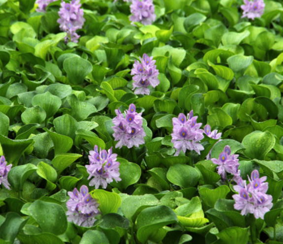 鳳眼藍批發(fā)報價圖片/鳳眼藍批發(fā)報價樣板圖 (2)