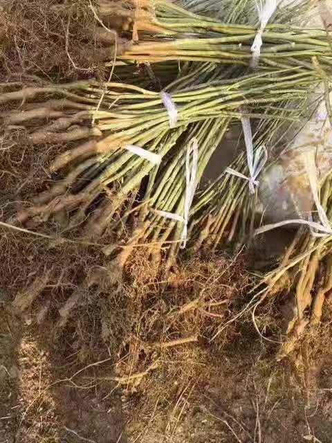 皂角圖片/皂角樣板圖 (3)