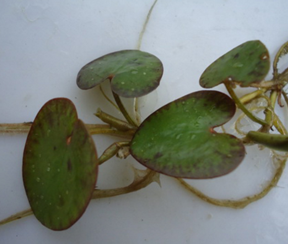 水鱉哪里有圖片/水鱉哪里有樣板圖 (4)