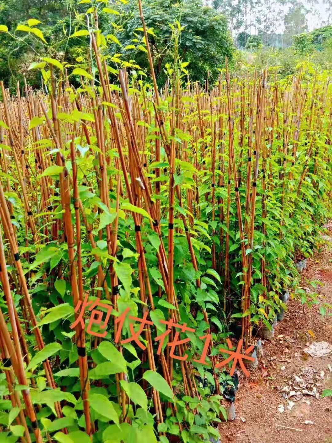 福建炮仗花苗木种植基地/批发价格图片