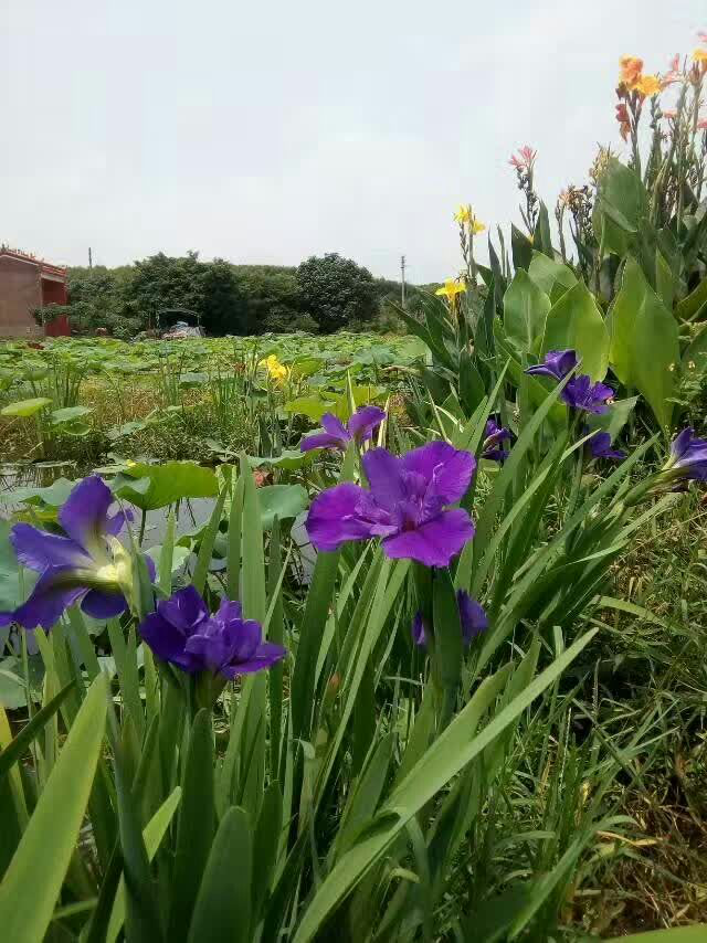 鳶尾圖片/鳶尾樣板圖 (3)
